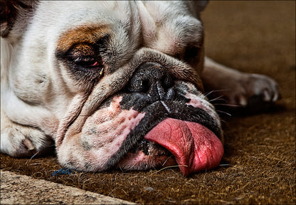 Fotograf Tarjei Krogh